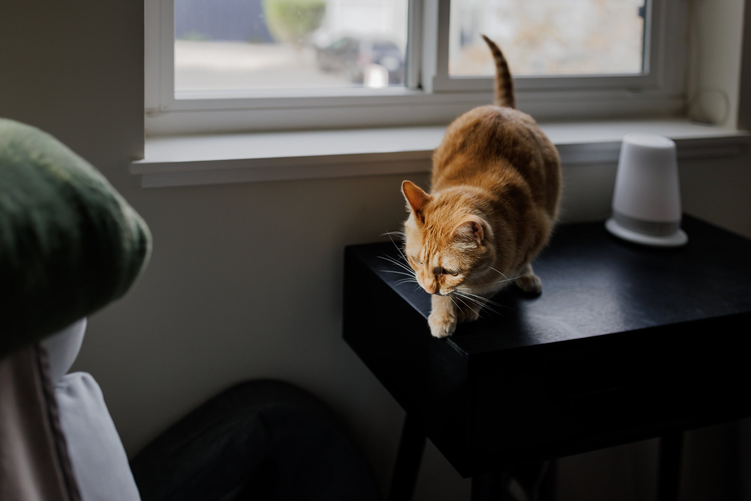 cat standing on table looking like it's about to jump to chair