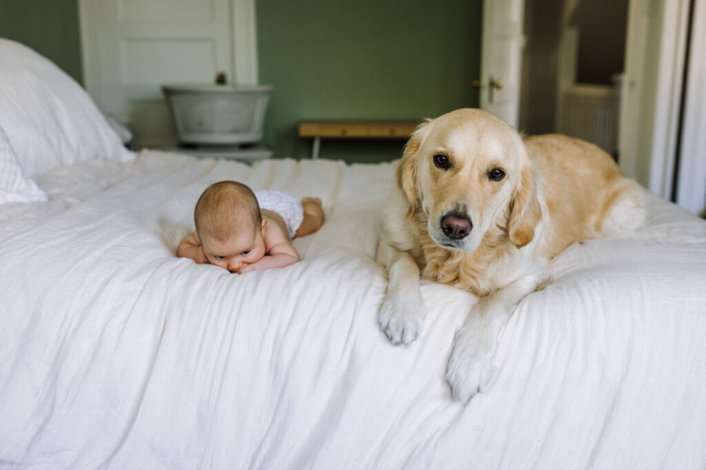 newborn in diaper laying on her tummy on parents' bed next to large light-colored dog