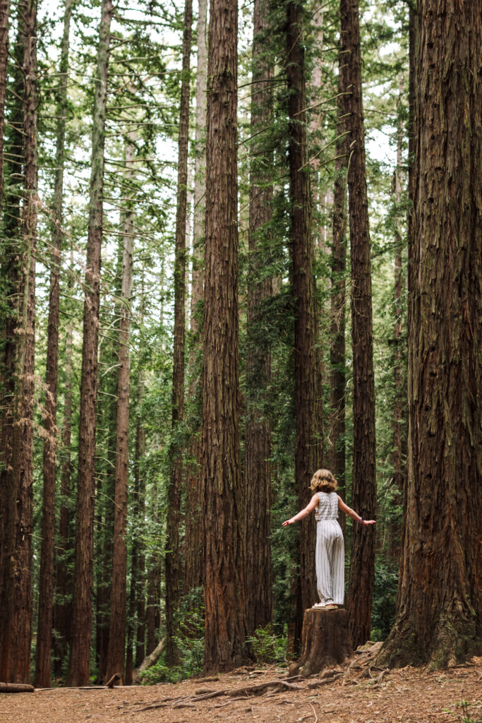 Child standing on a stump surrounded by tall Oakland redwood trees